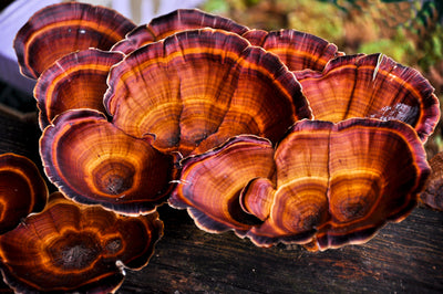 Why Now is the Time to Add Reishi Mushroom to Your Diet